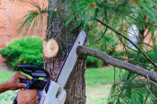 Large Tree Removal in Buchanan, GA